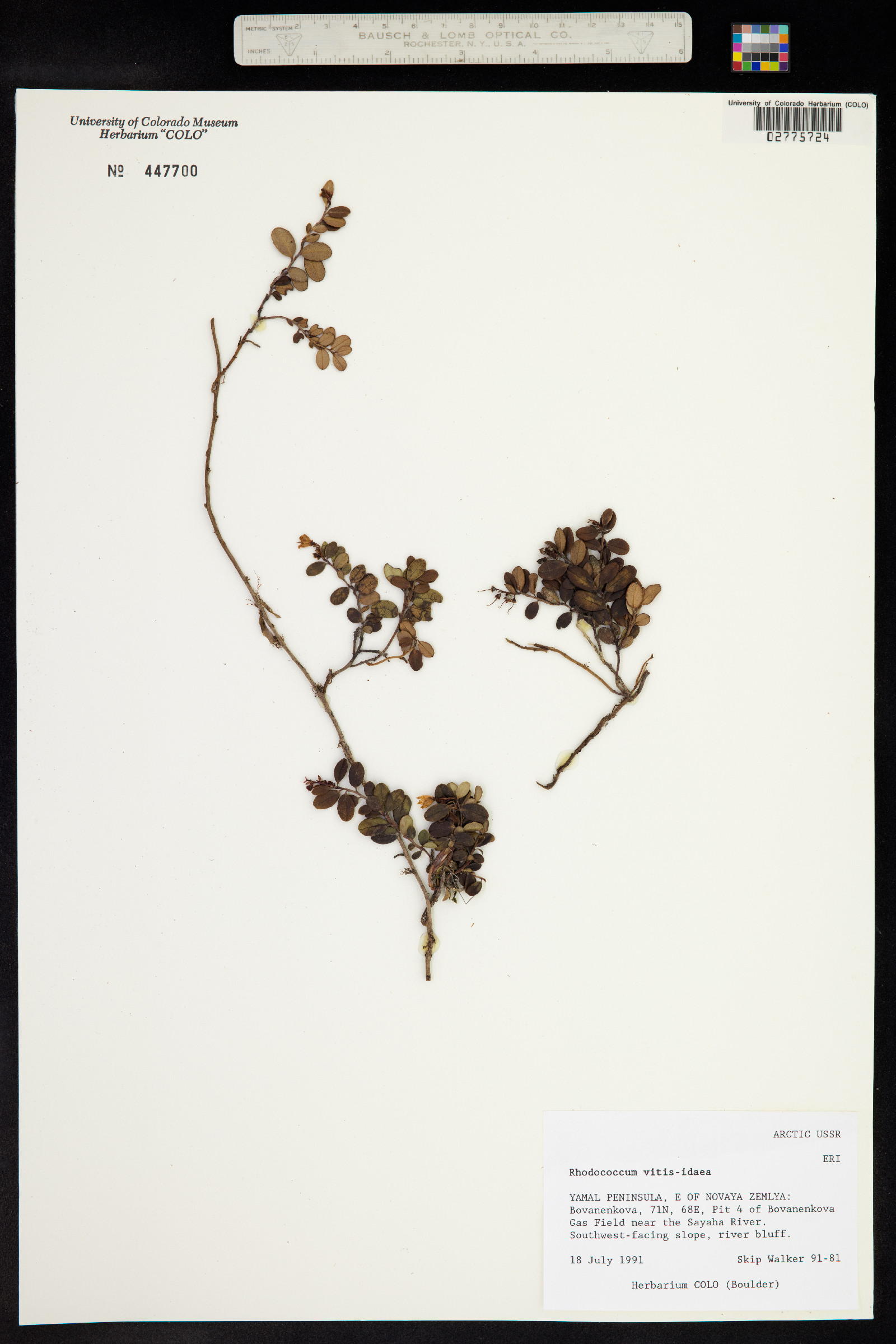 Rhodococcum vitis-idaea image