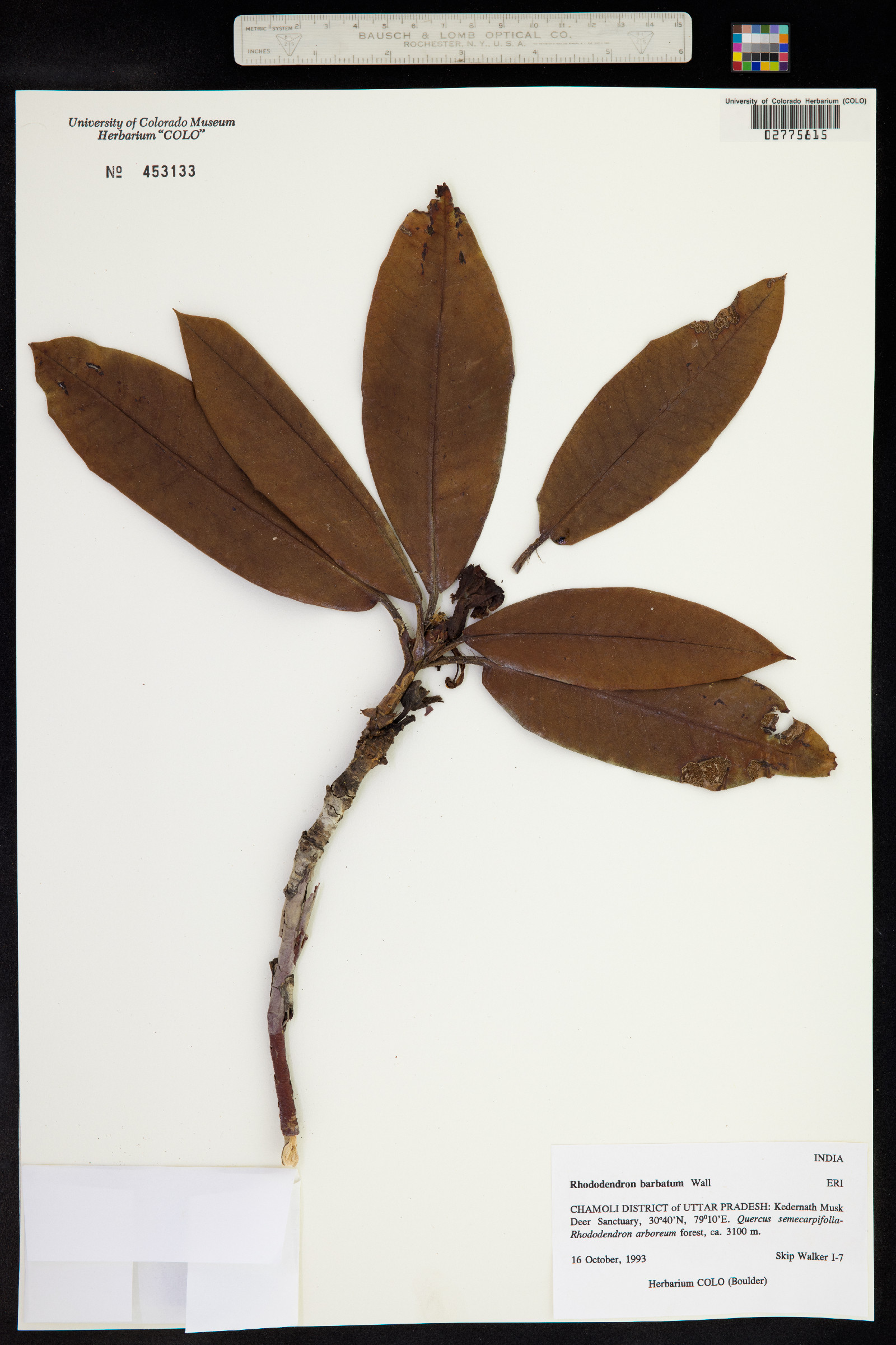 Rhododendron barbatum image