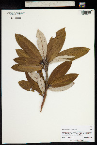 Rhododendron arboreum image