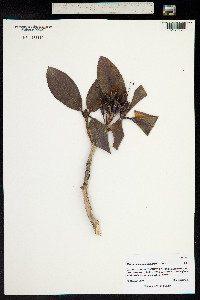 Rhododendron campanulatum image