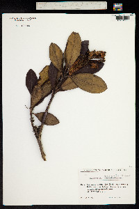 Rhododendron caucasicum image