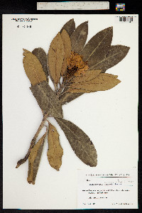 Rhododendron caucasicum image