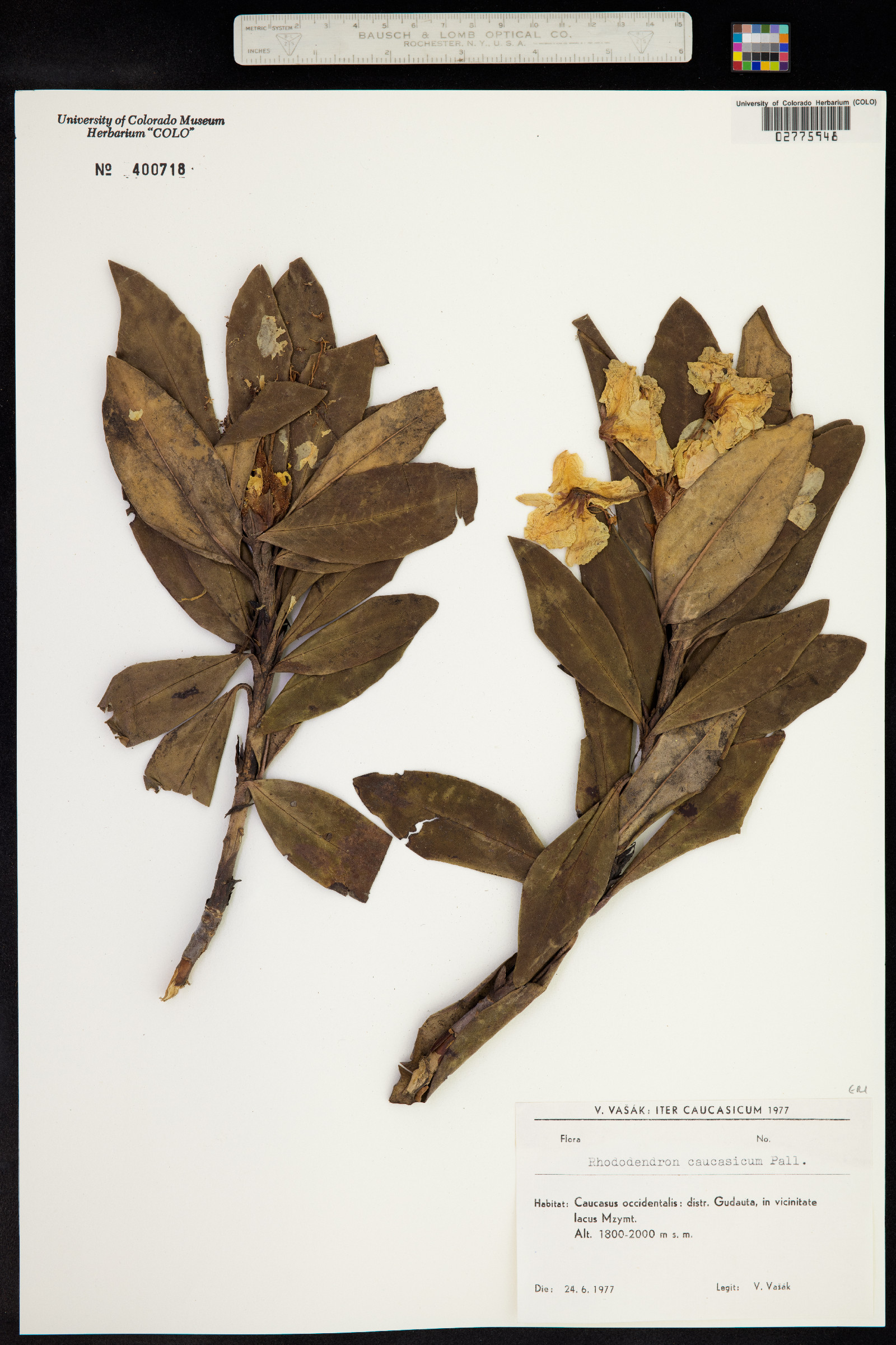 Rhododendron caucasicum image