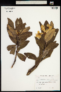 Rhododendron caucasicum image