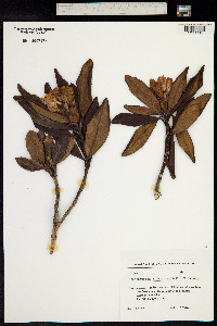 Rhododendron caucasicum image