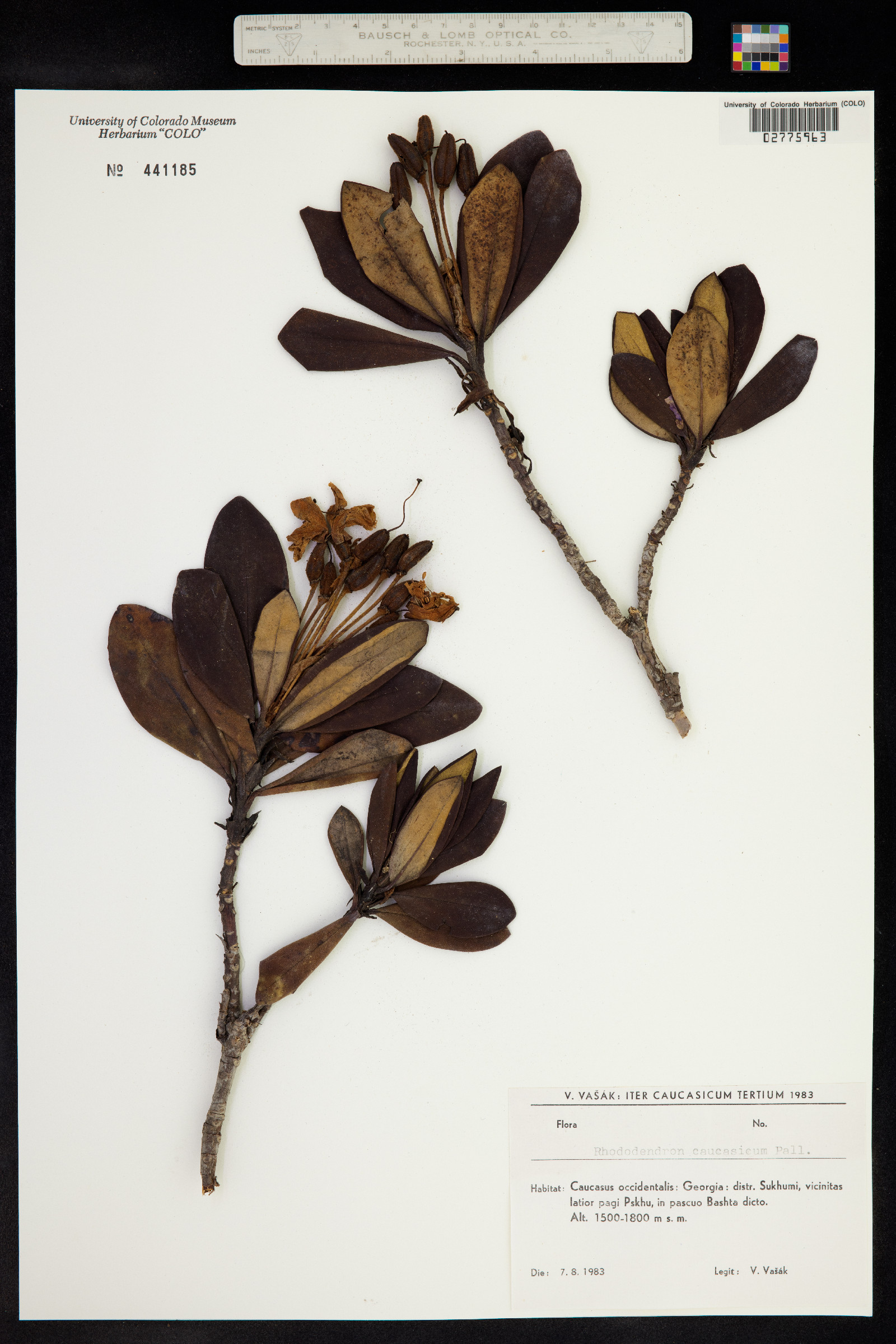 Rhododendron caucasicum image