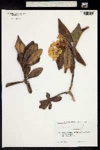 Rhododendron caucasicum image