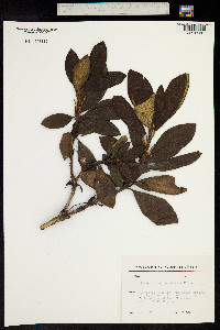 Rhododendron caucasicum image