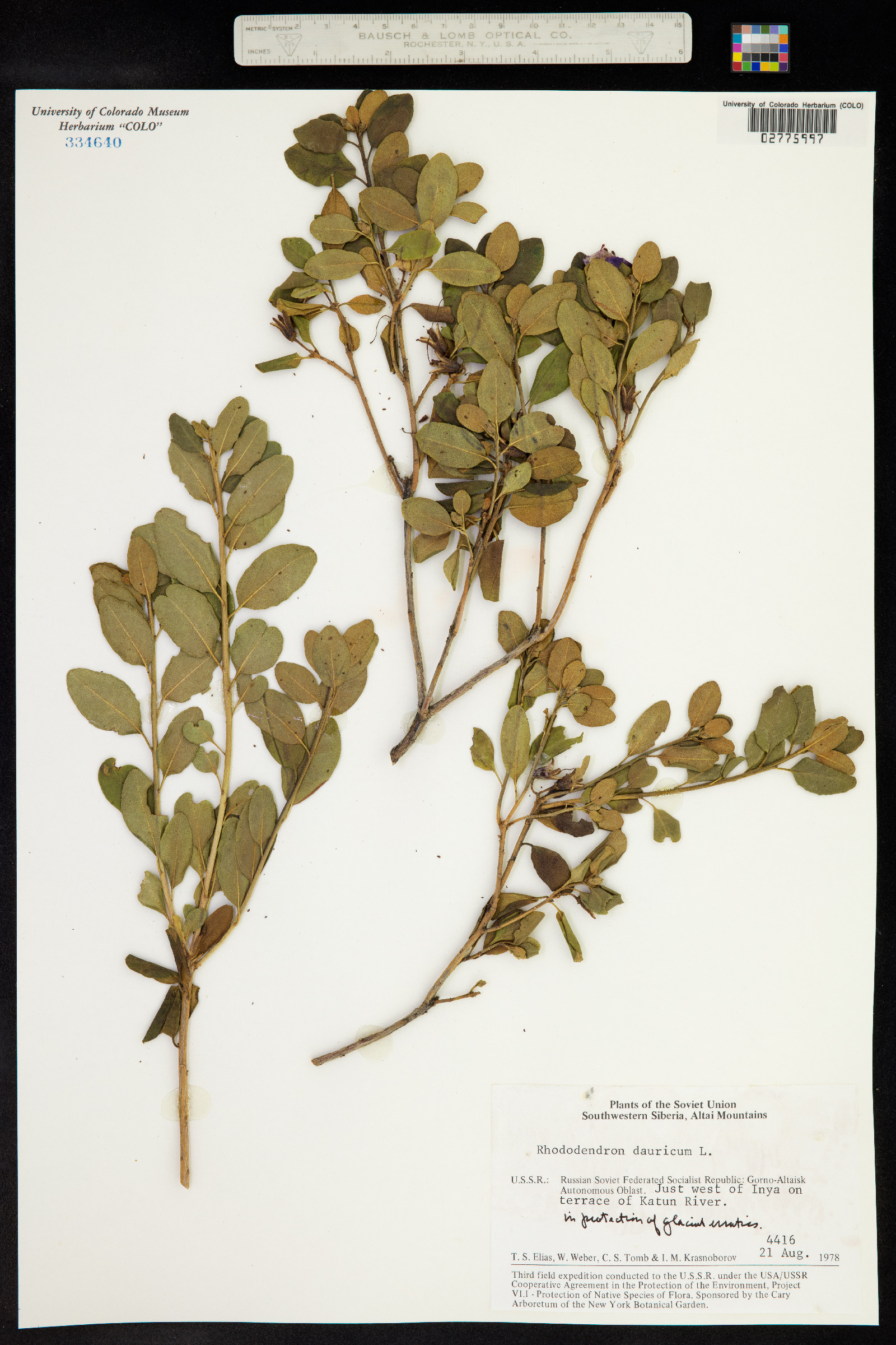 Rhododendron dauricum image