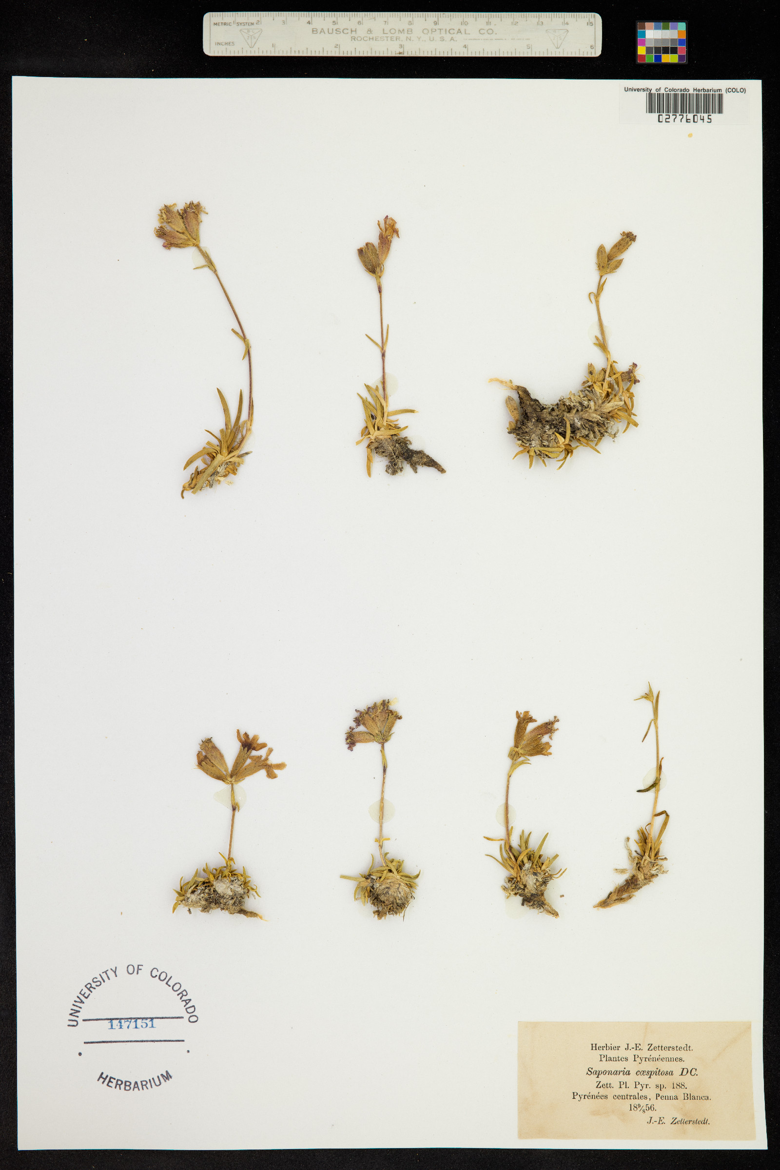 Saponaria caespitosa image