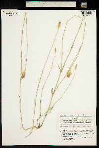 Image of Petrorhagia glumacea