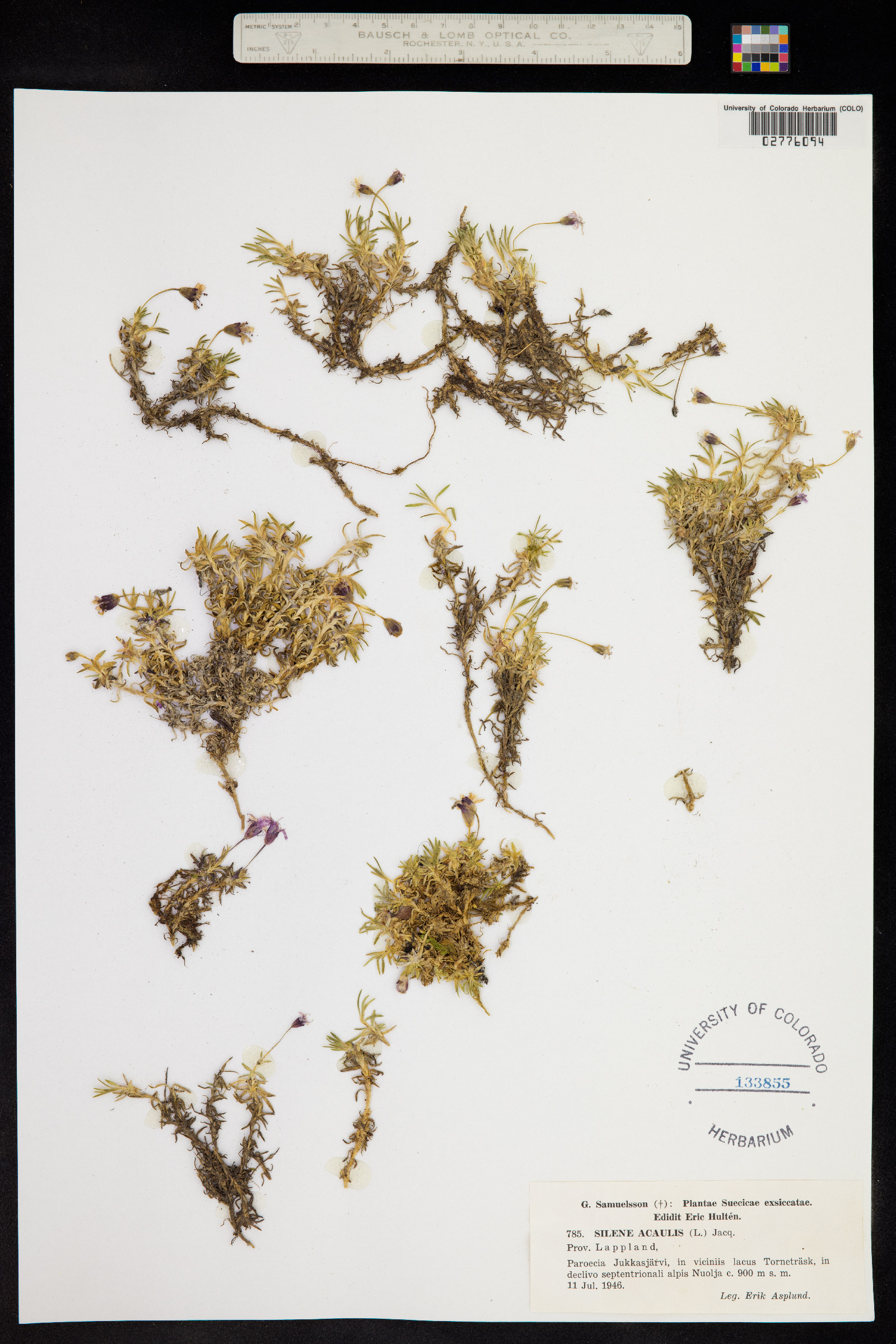 Silene acaulis image