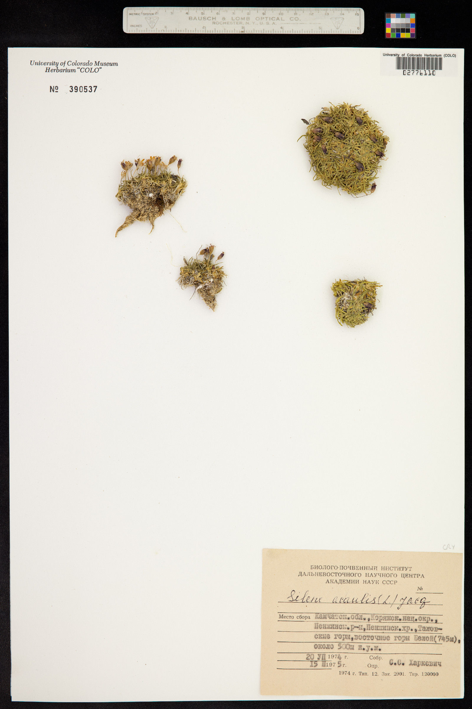 Silene acaulis image