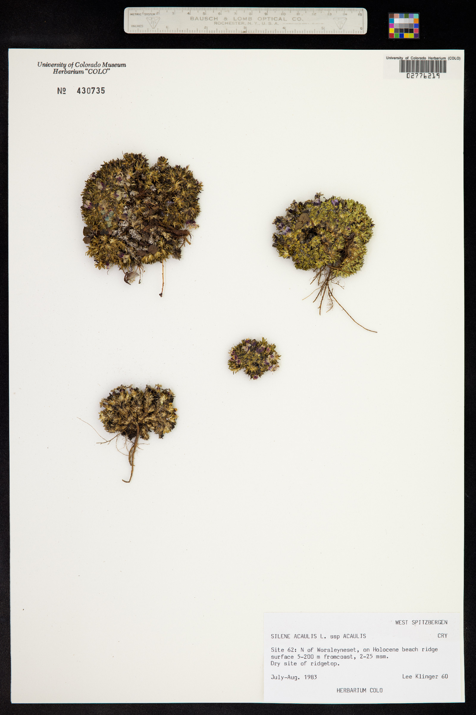 Silene acaulis image