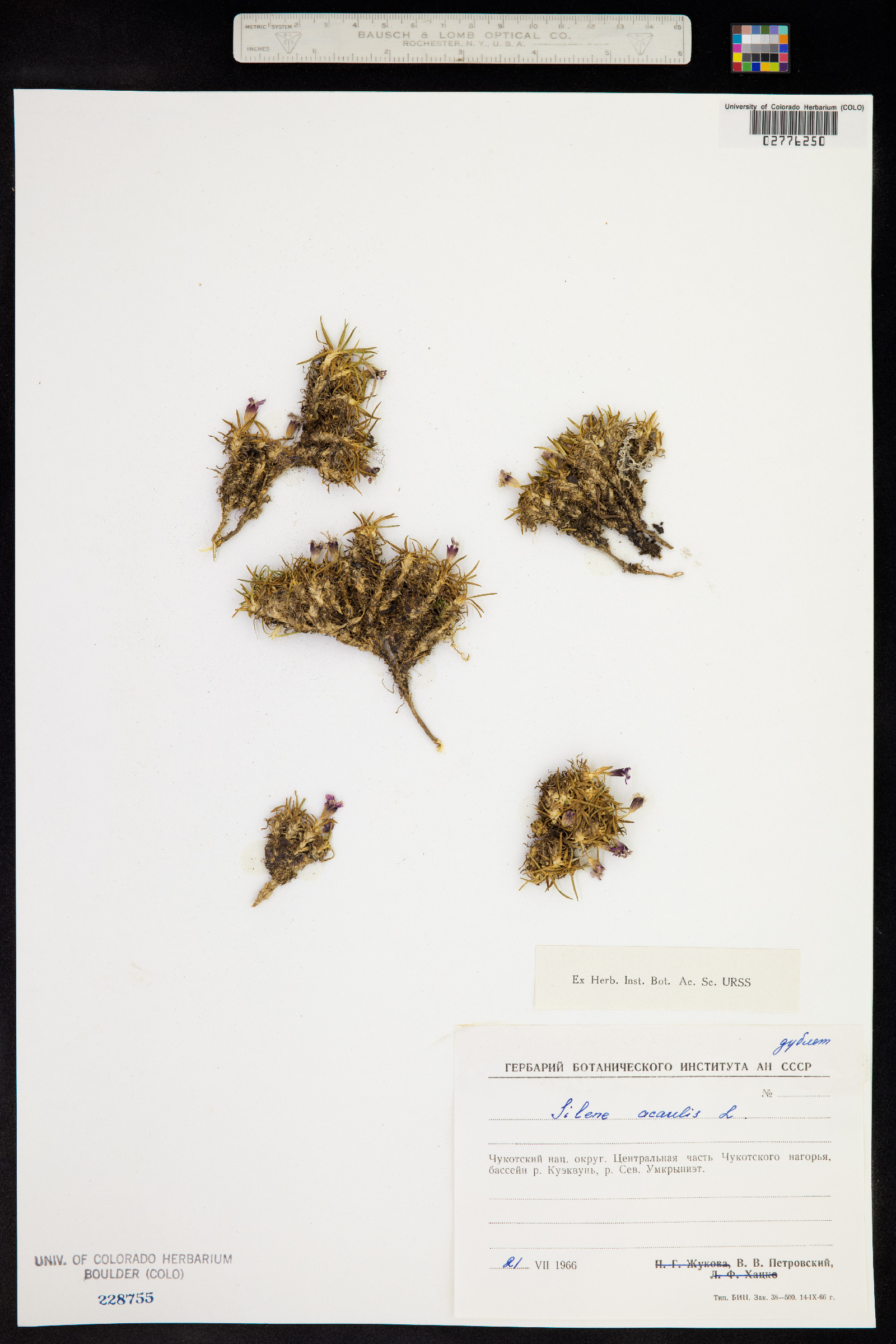 Silene acaulis image