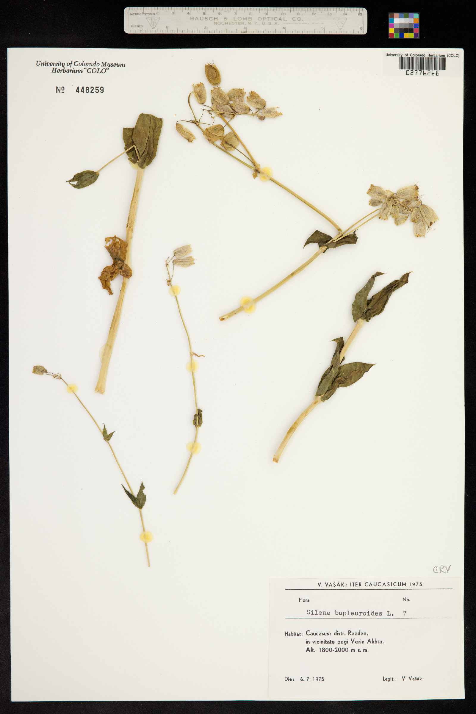 Silene bupleuroides image