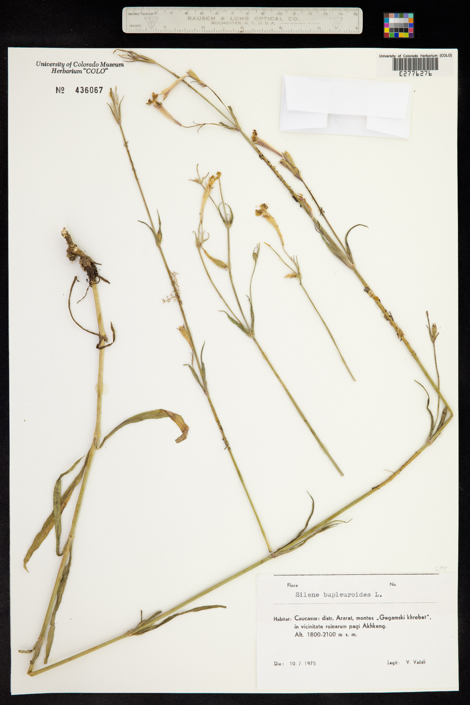 Silene bupleuroides image