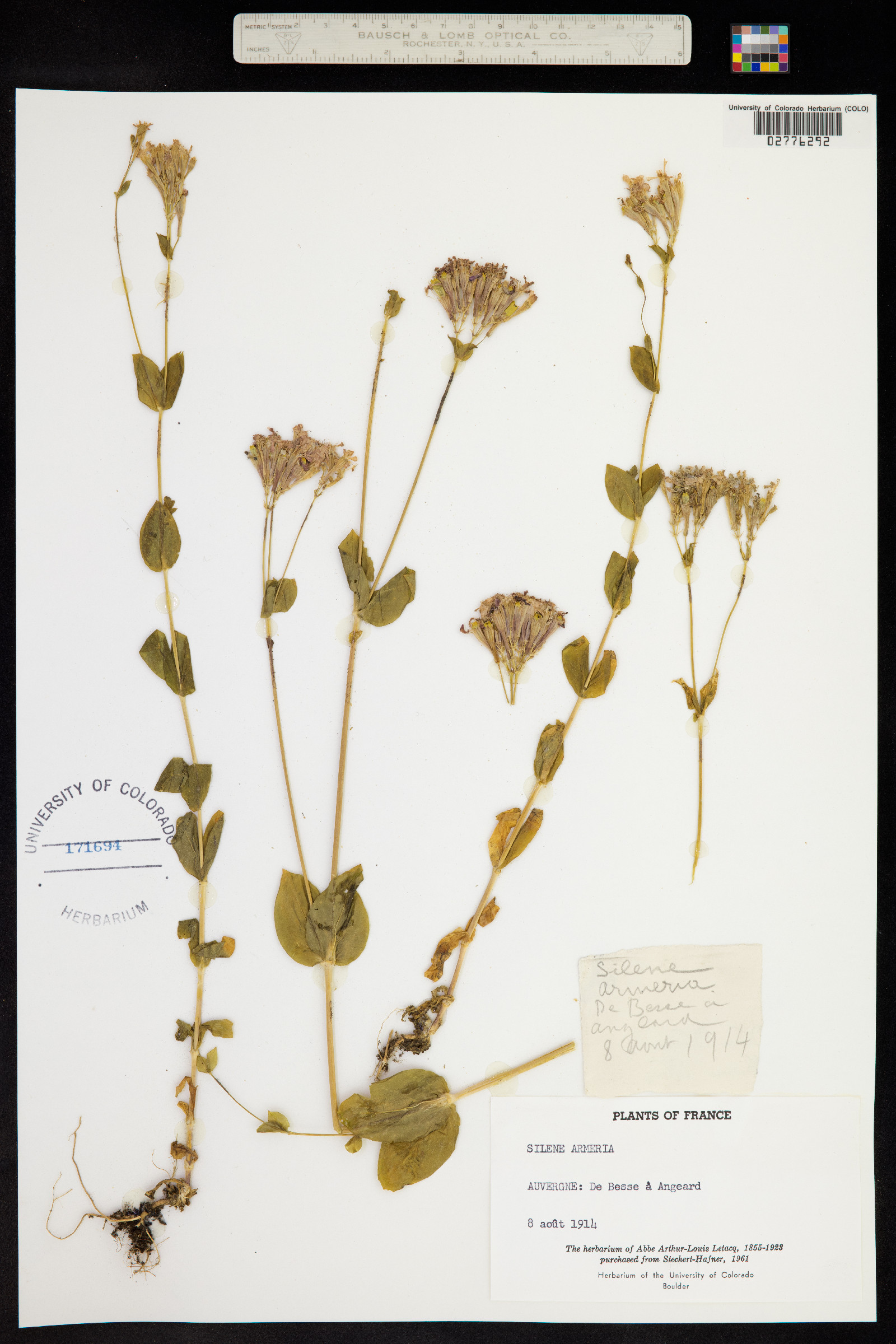 Silene armeria image