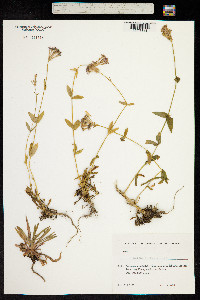 Silene compacta image