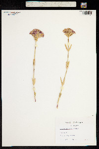 Silene compacta image