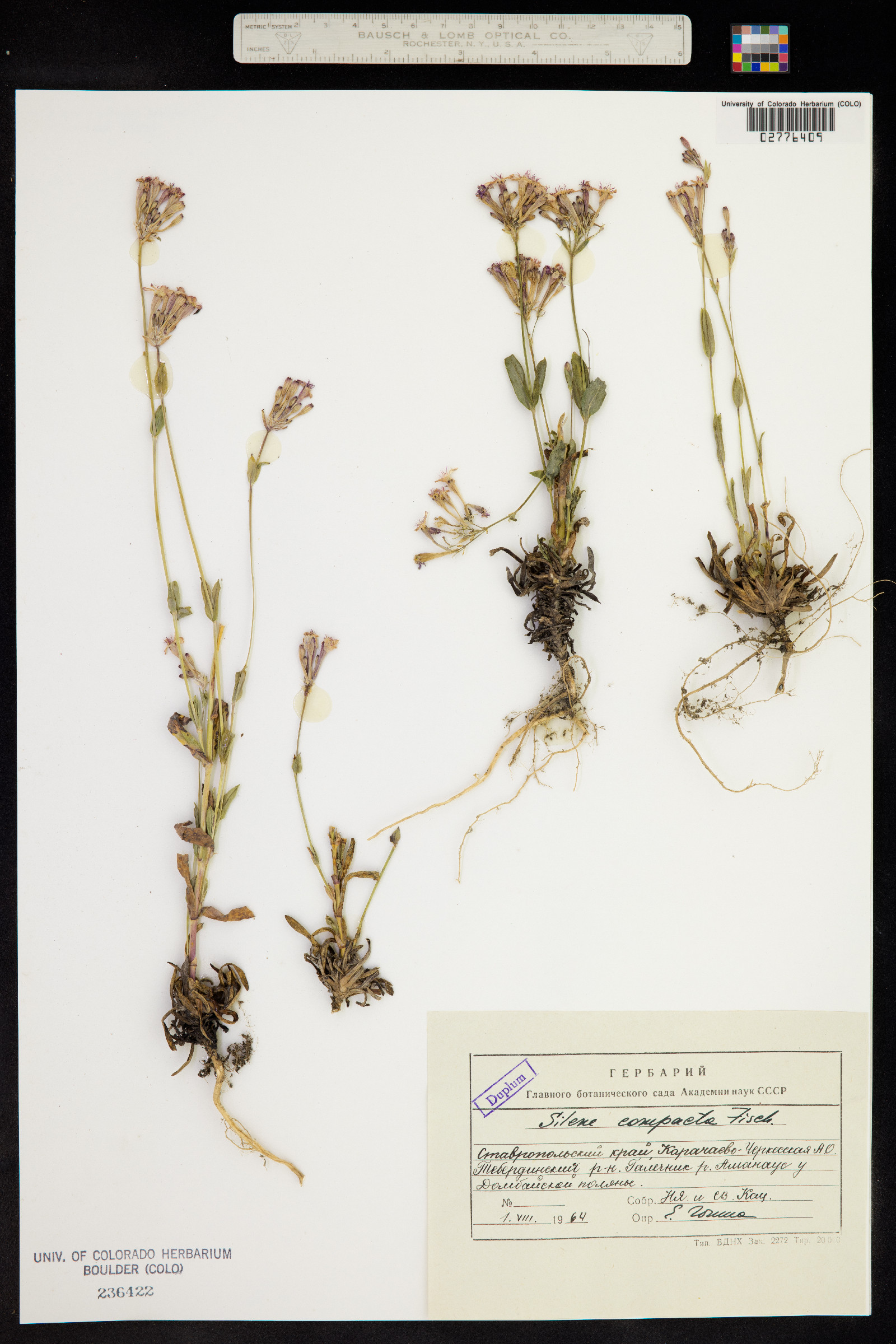 Silene compacta image