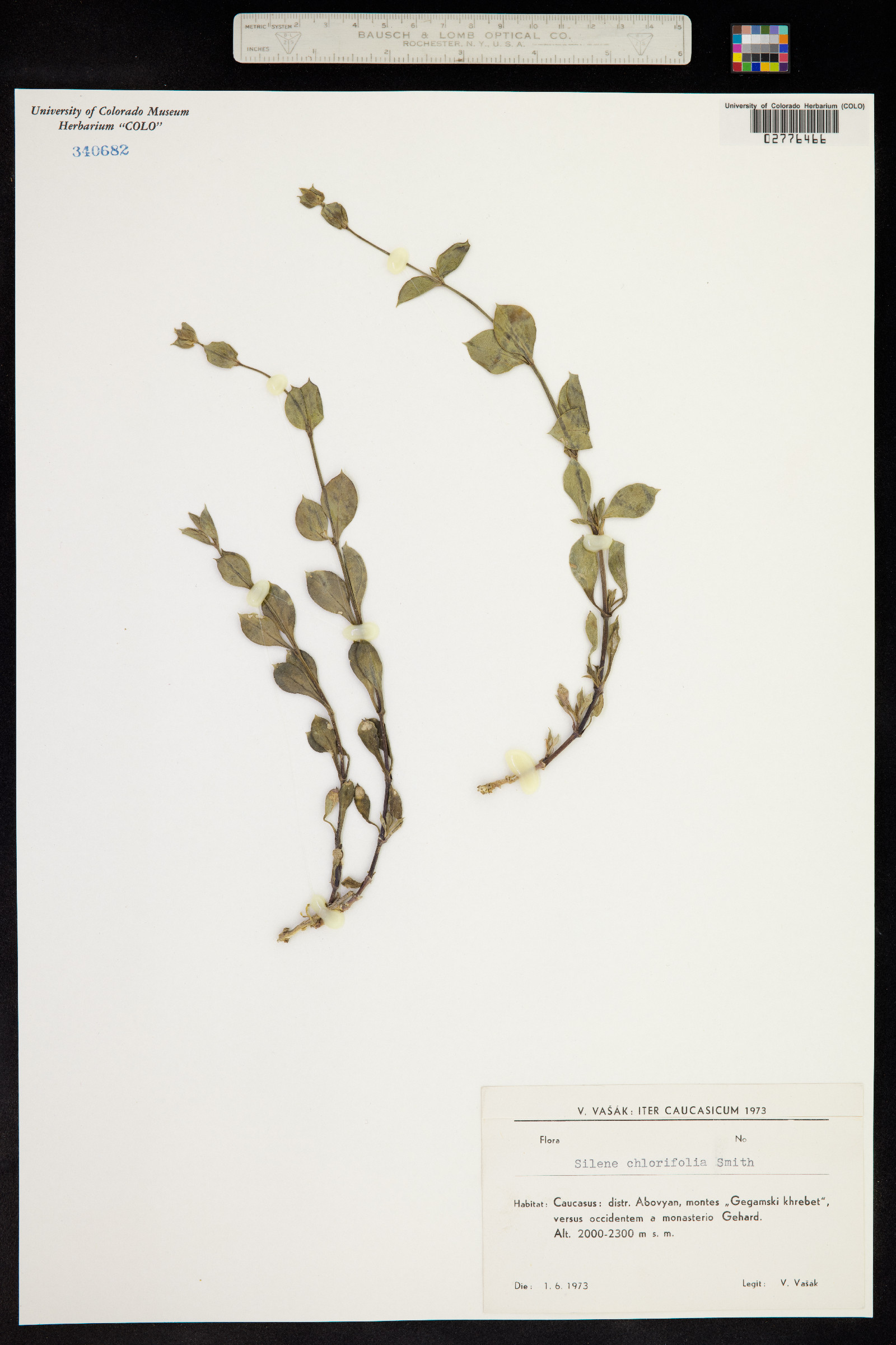 Silene chlorifolia image