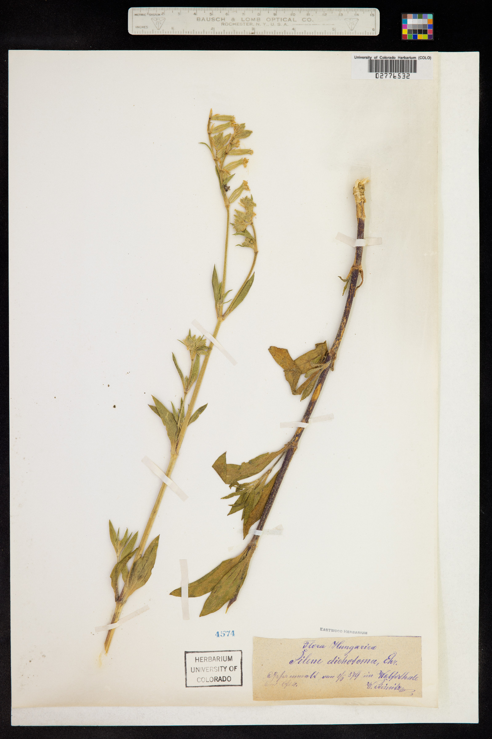 Silene dichotoma image