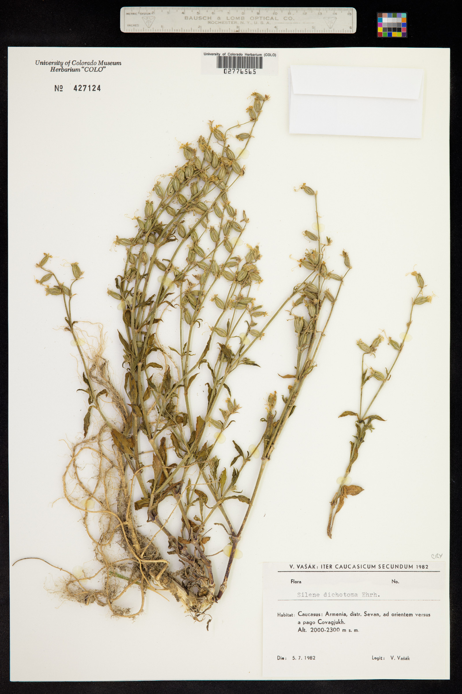 Silene dichotoma image