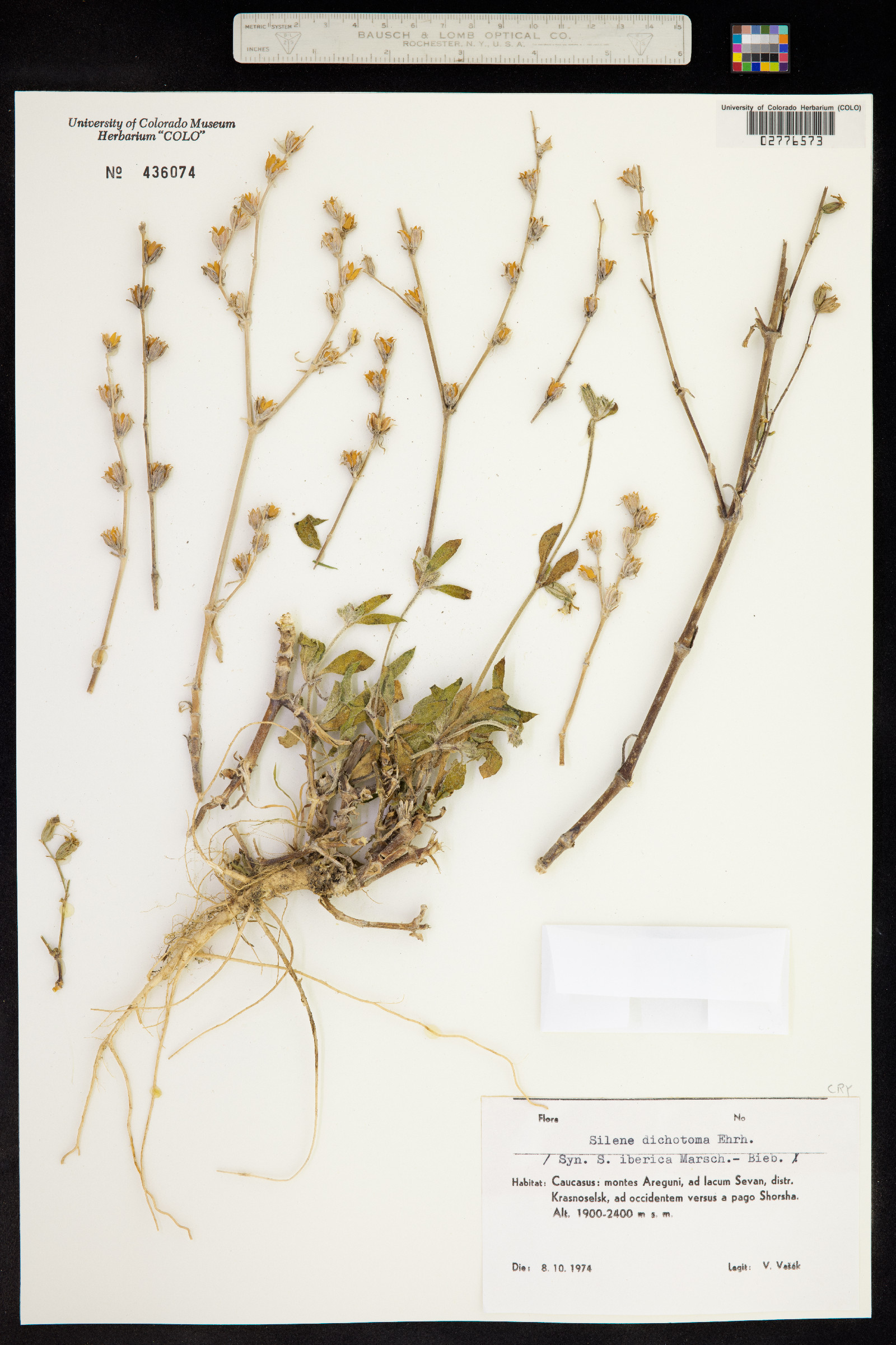 Silene dichotoma image