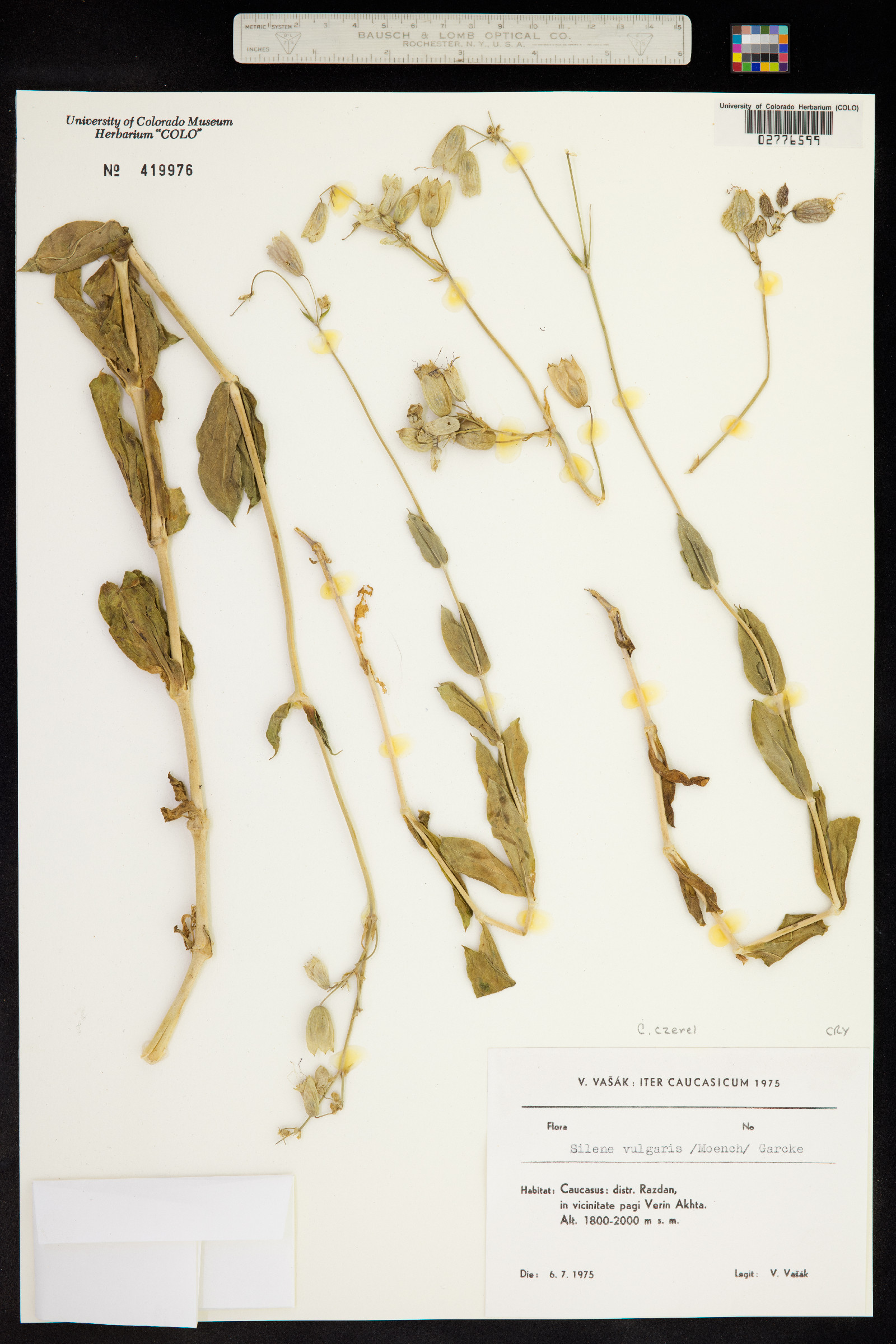 Silene csereii image
