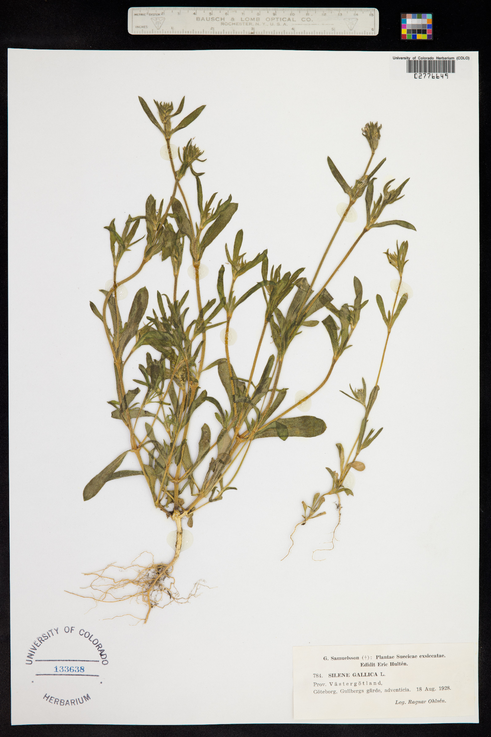 Silene gallica image