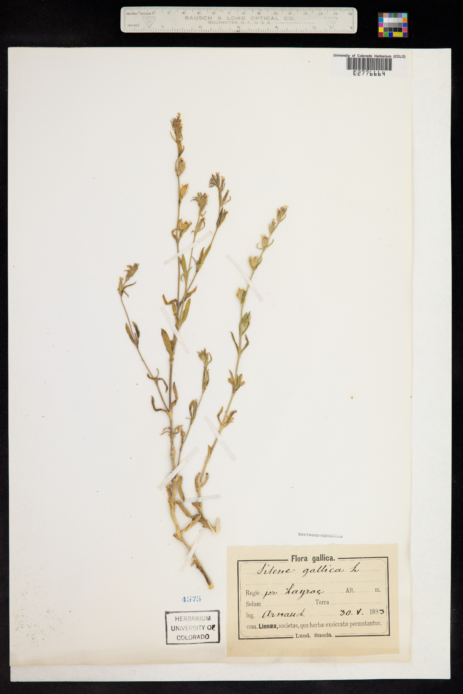 Silene gallica image