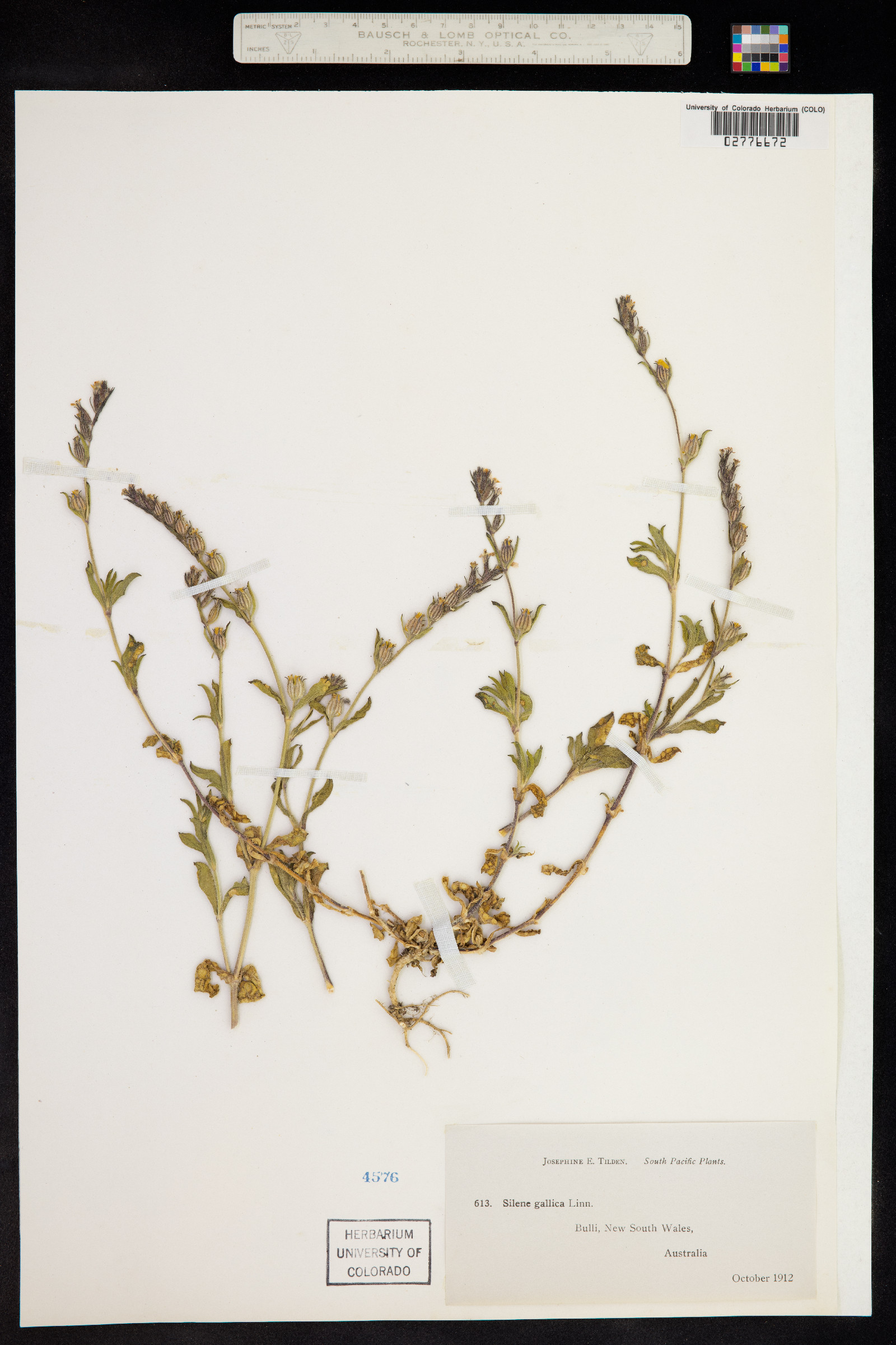 Silene gallica image