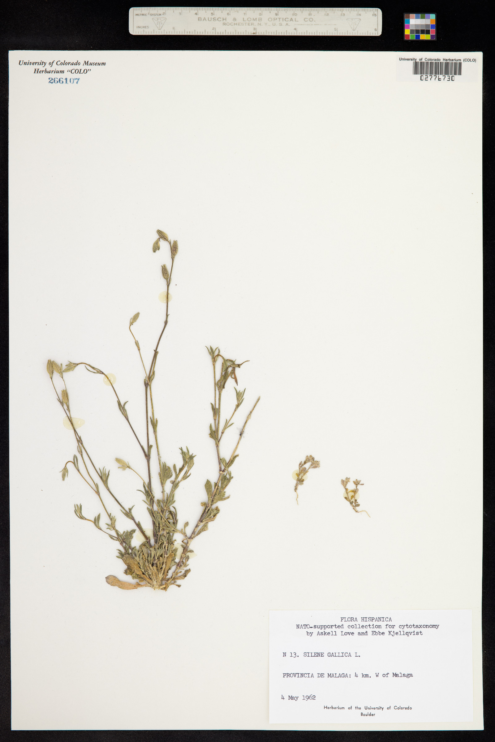 Silene gallica image