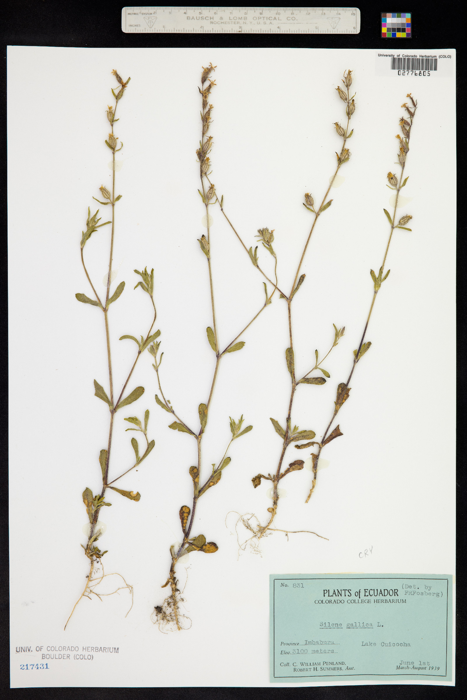 Silene gallica image