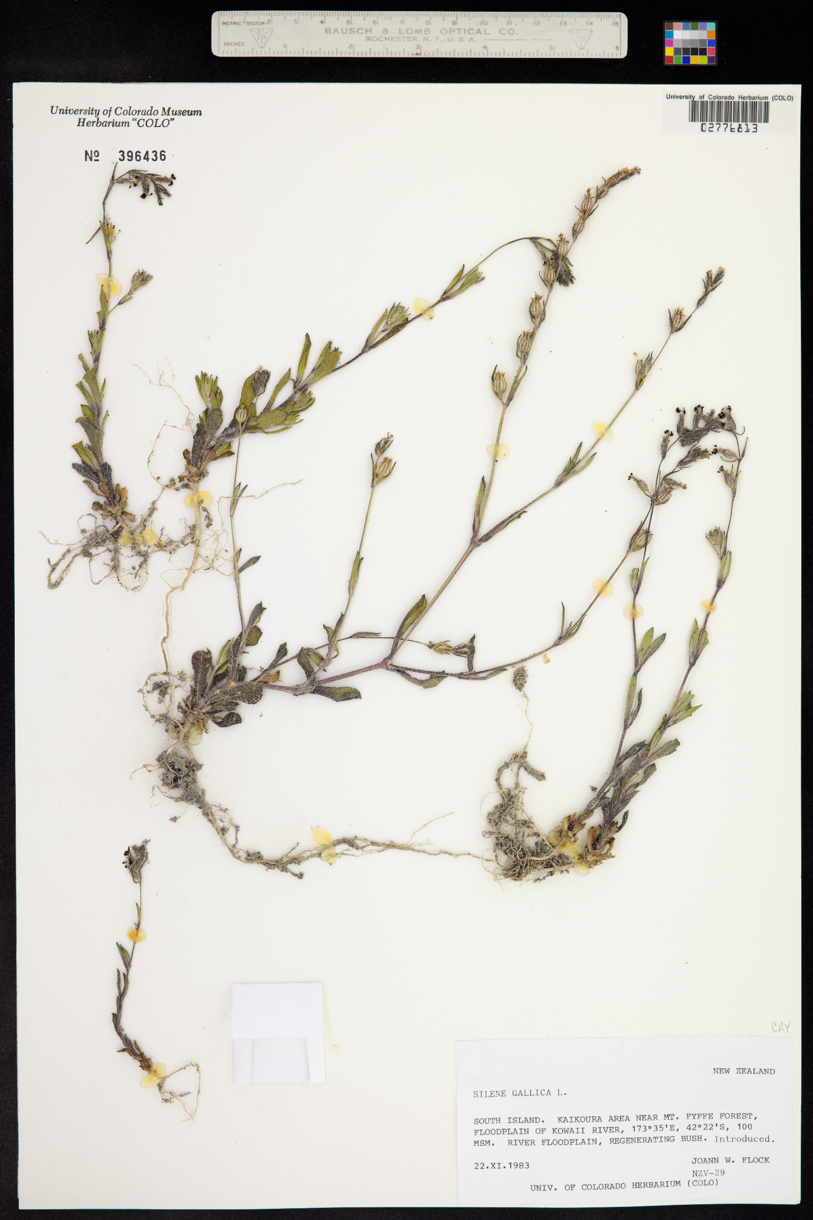 Silene gallica image