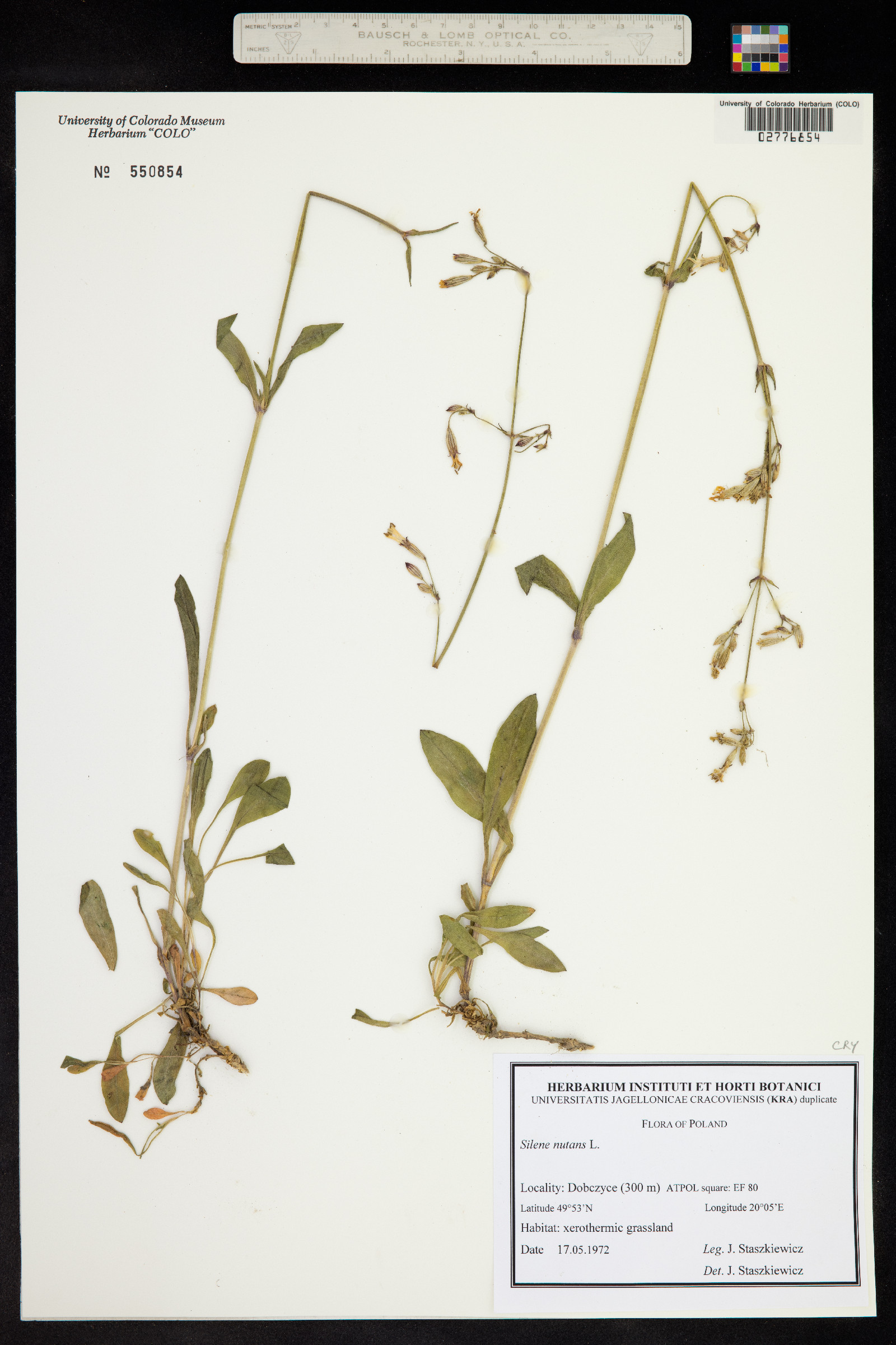 Silene nutans image