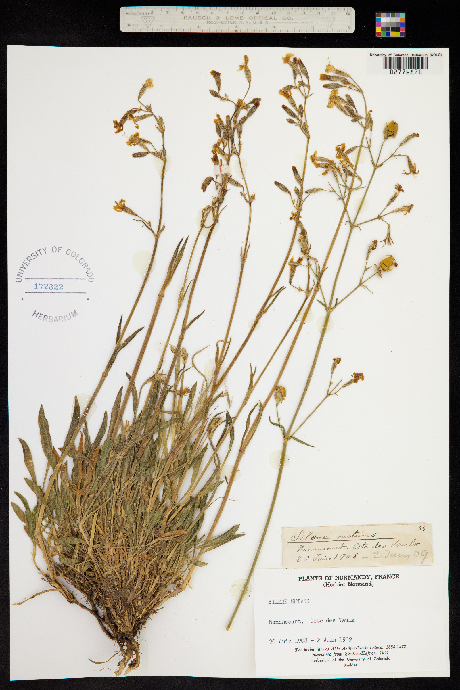 Silene nutans image