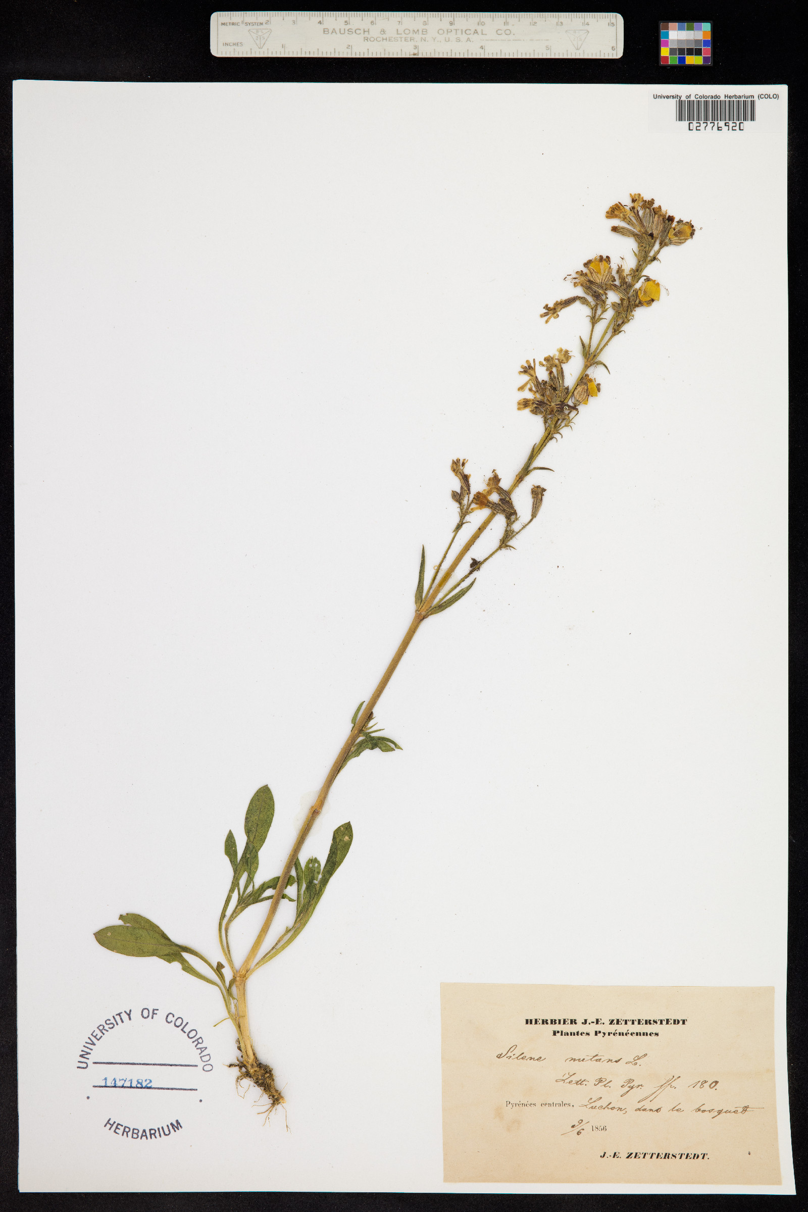 Silene nutans image