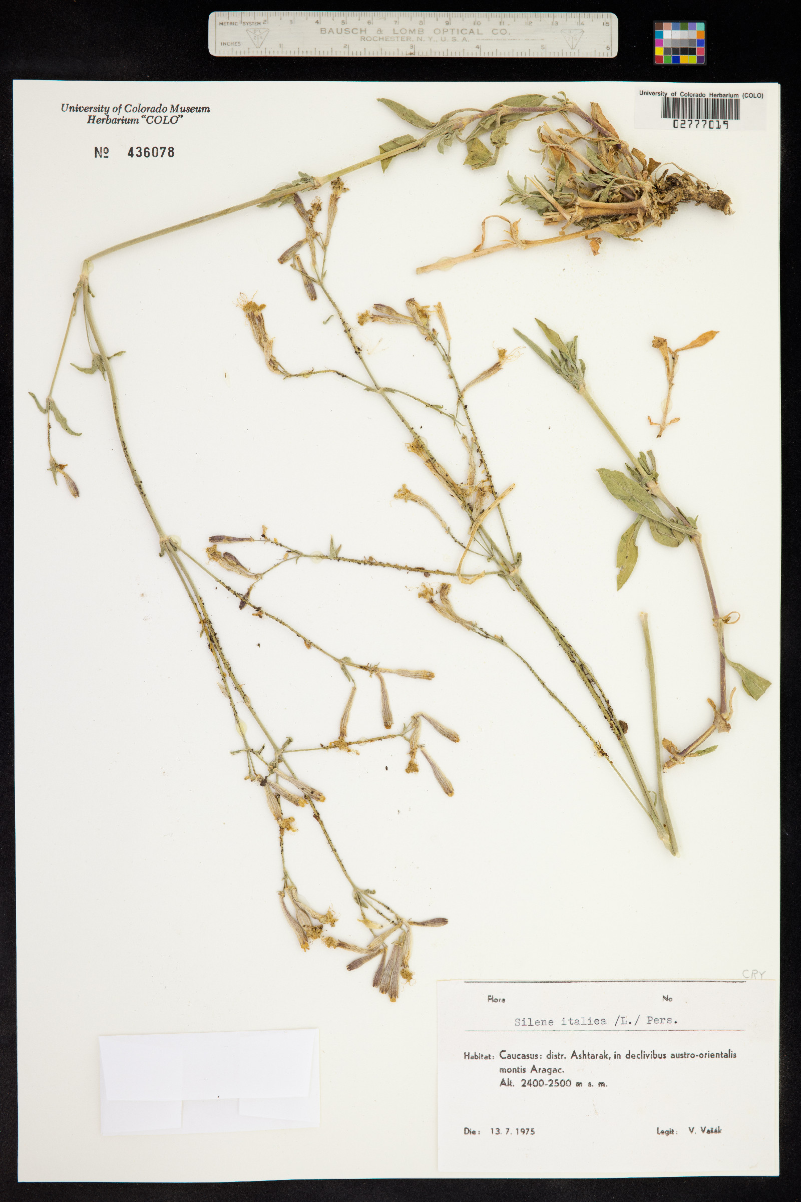 Silene italica image