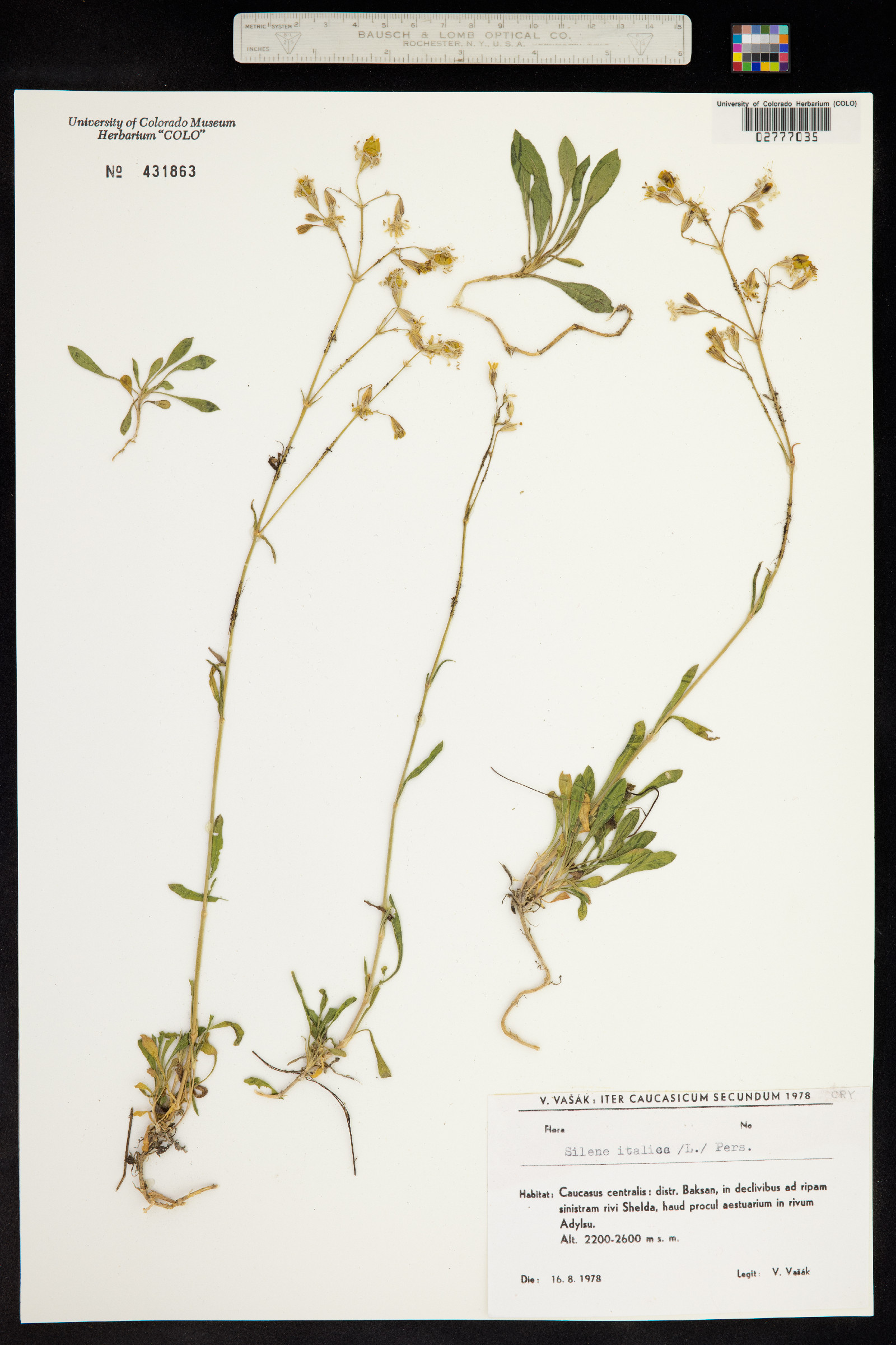 Silene italica image