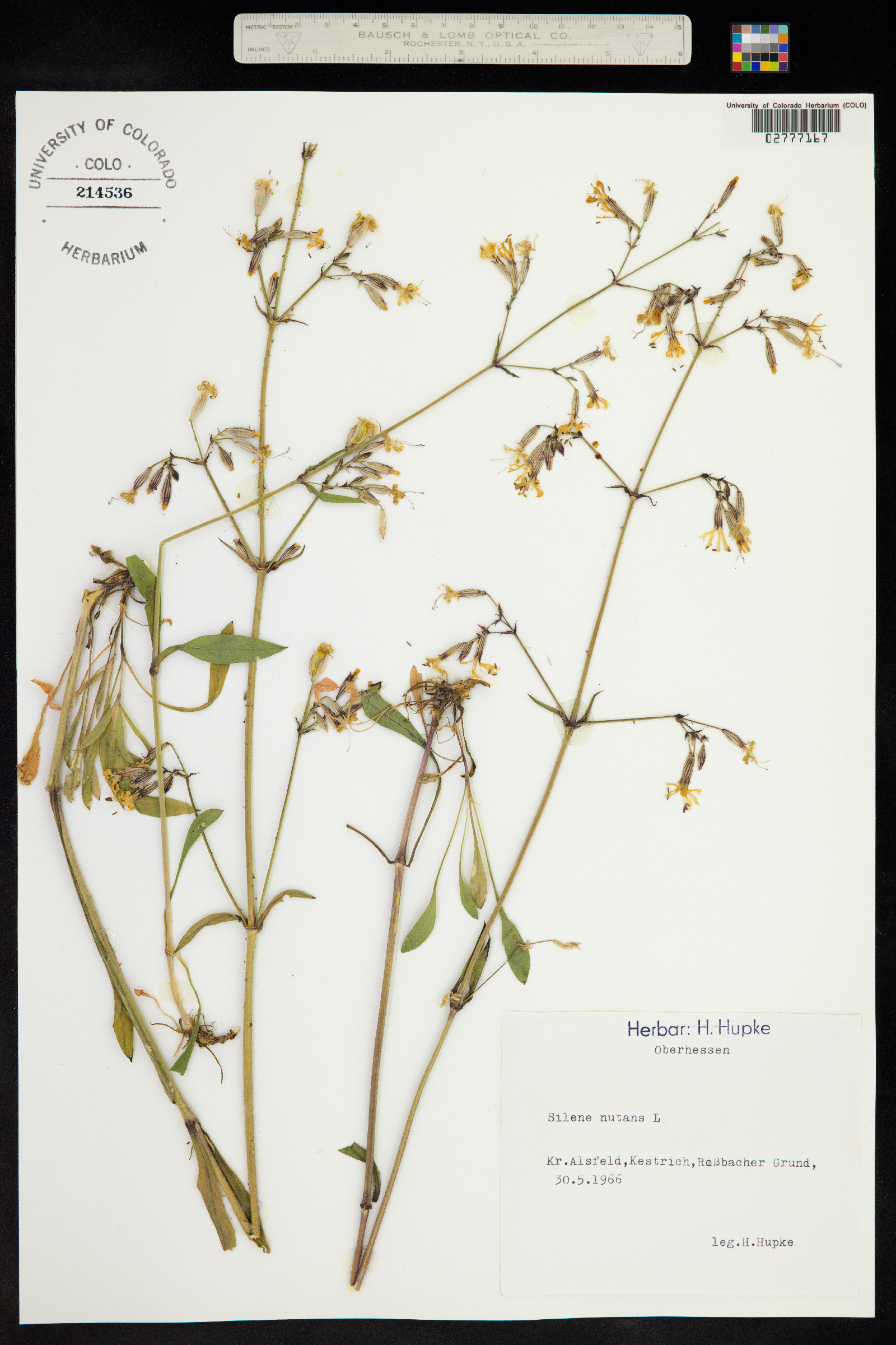 Silene nutans image