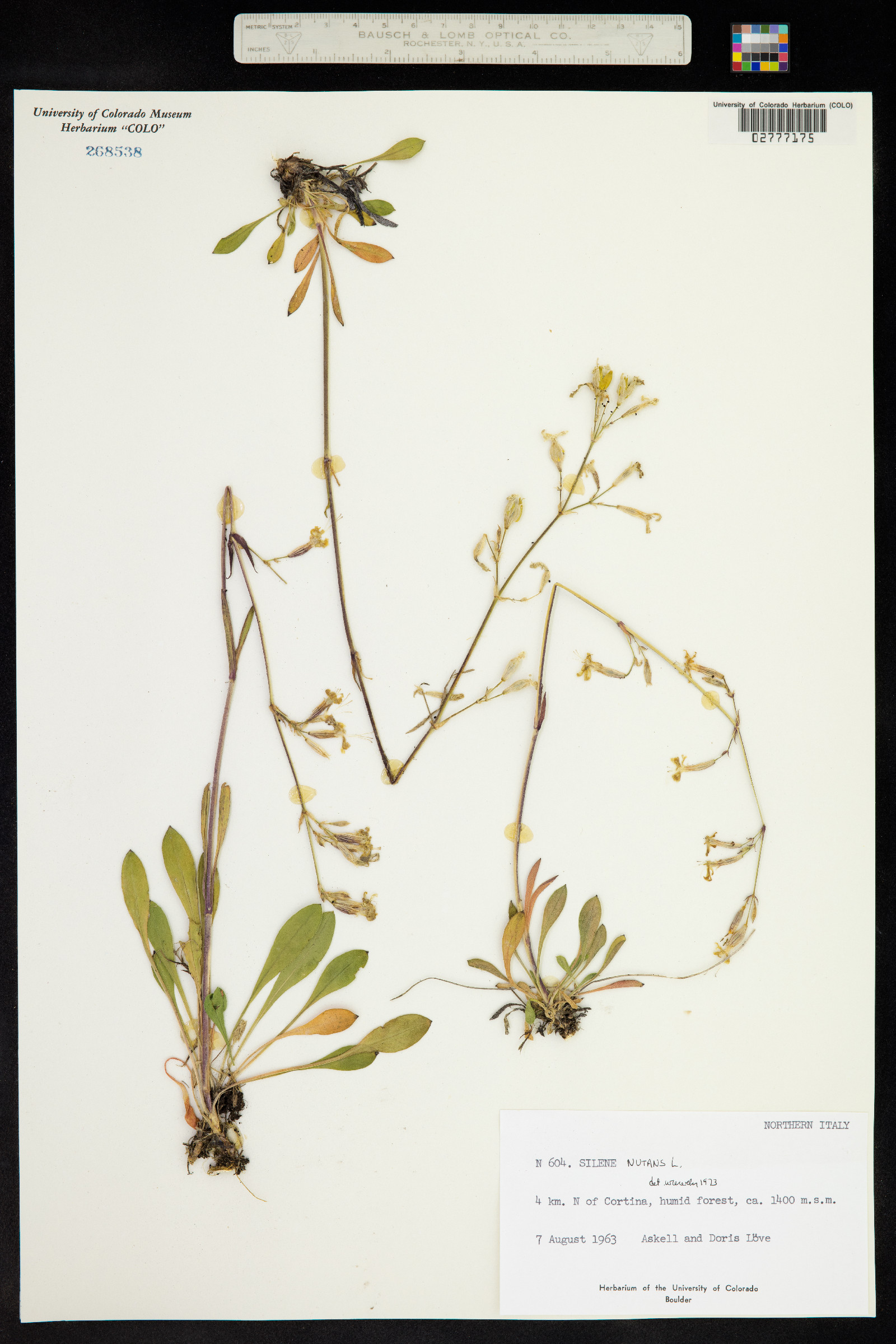 Silene nutans image