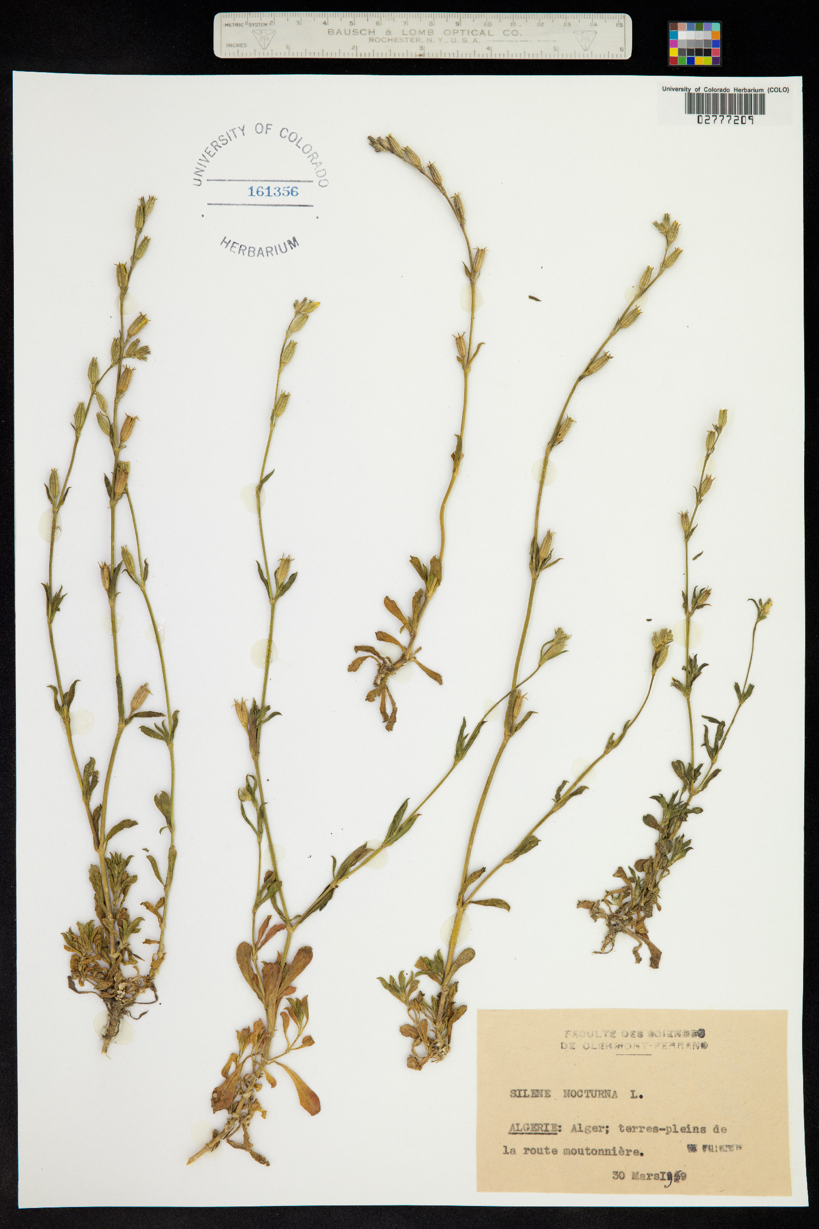 Silene nocturna image