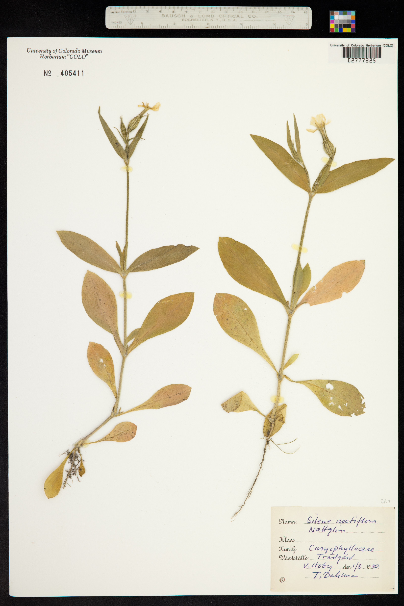 Silene noctiflora image