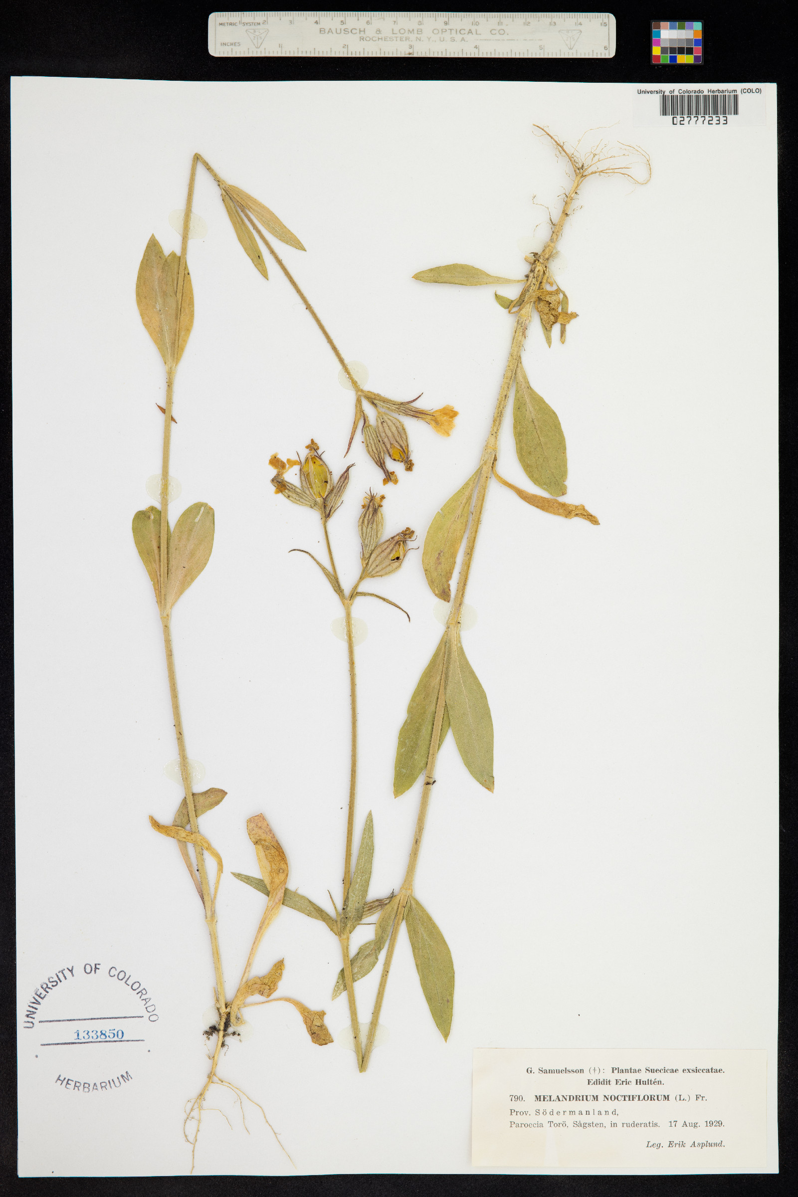 Silene noctiflora image