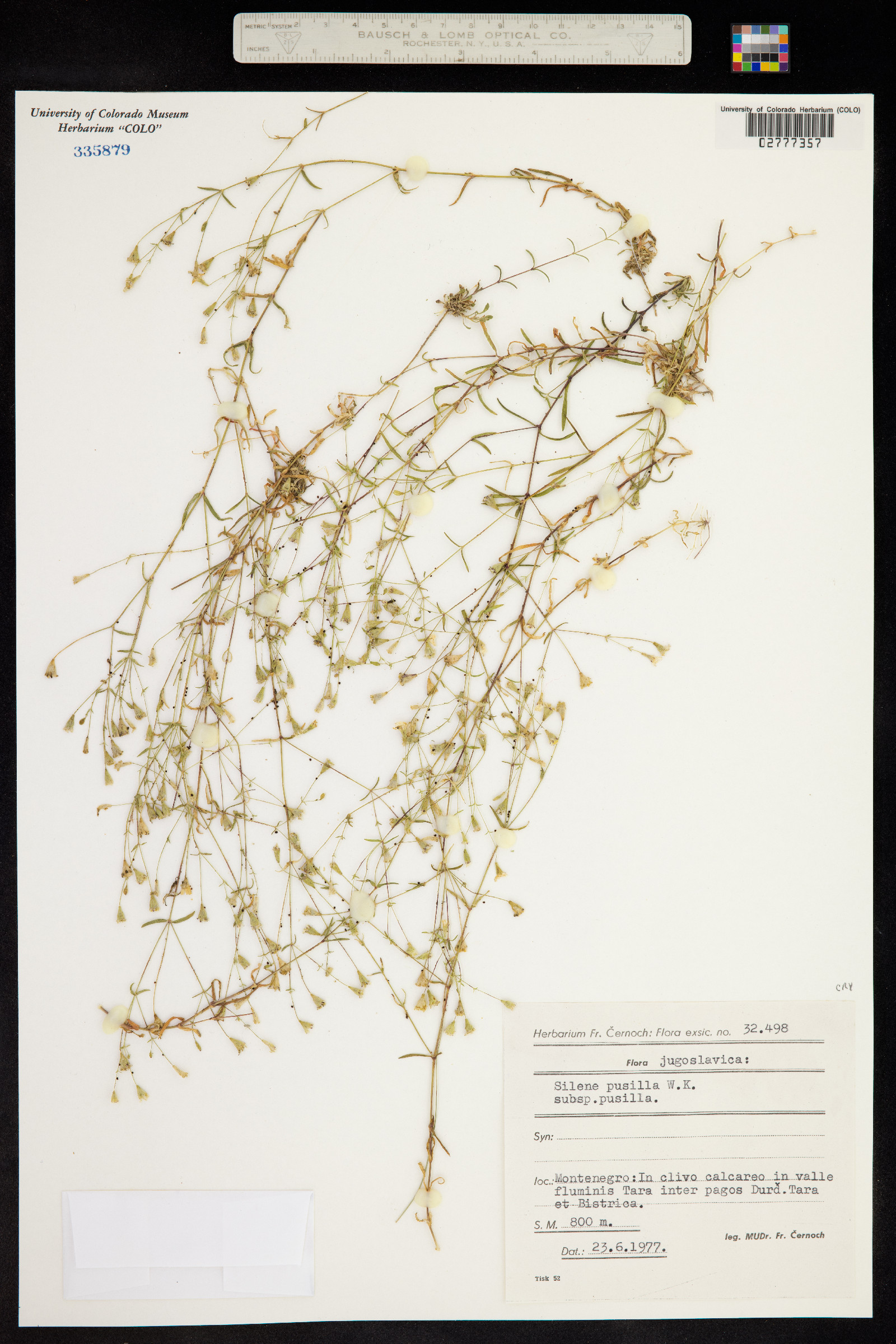 Heliosperma image