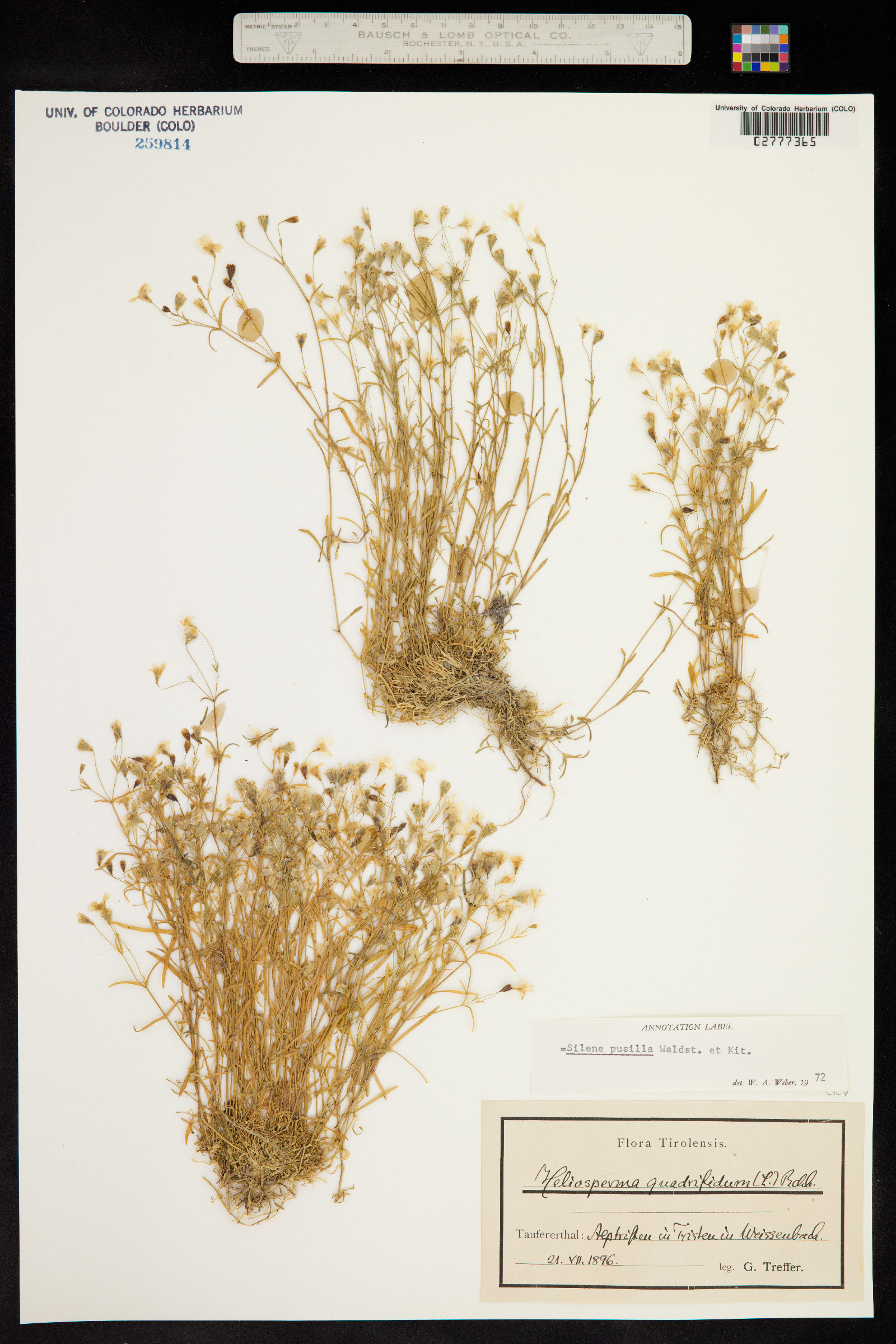 Heliosperma pusillum image