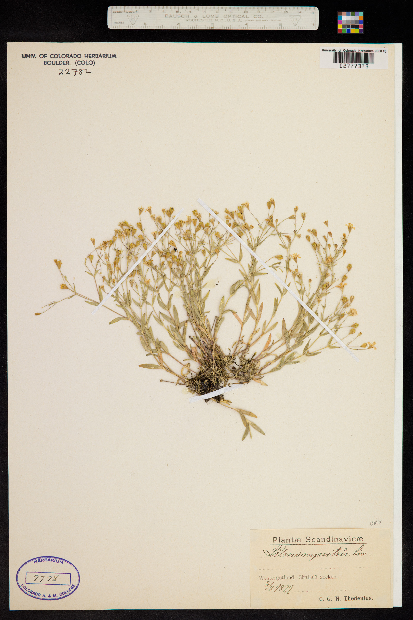 Silene rupestris image