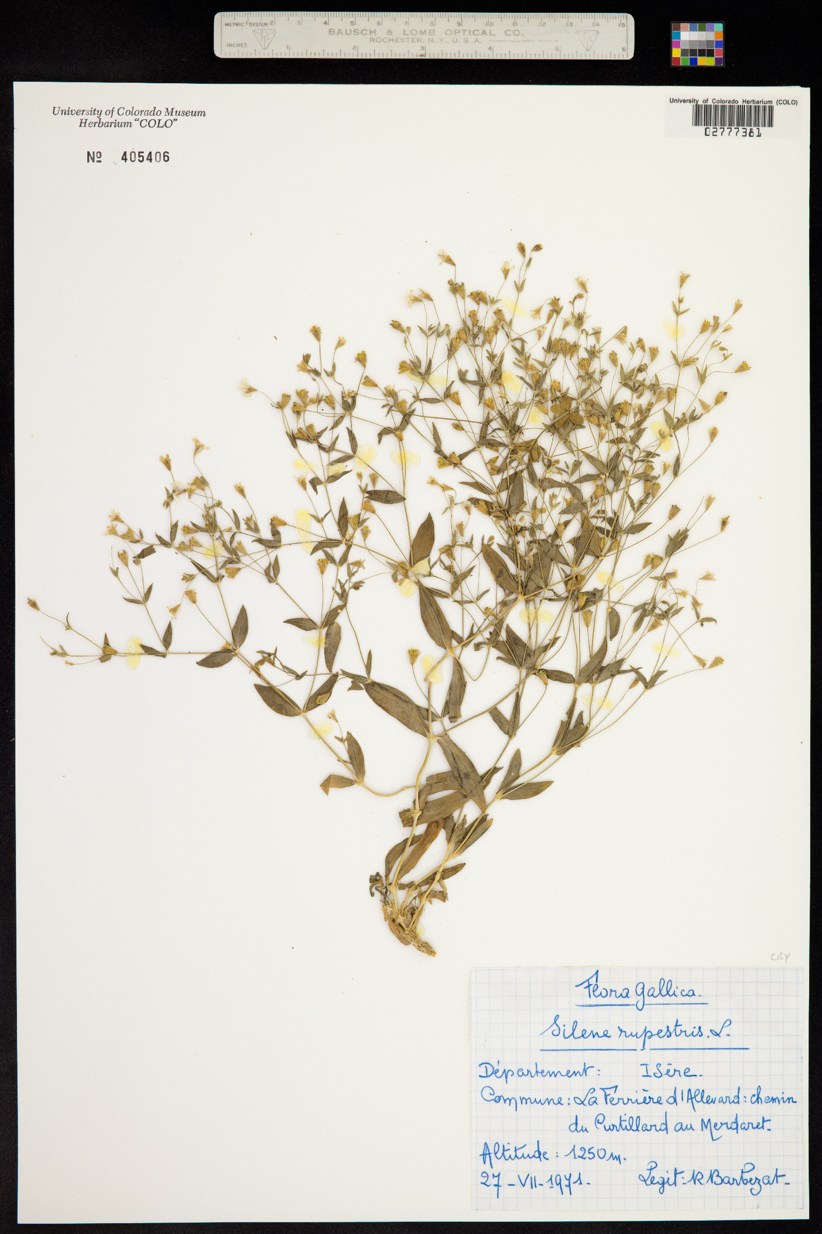 Silene rupestris image